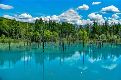 青い池（夏頃撮影）